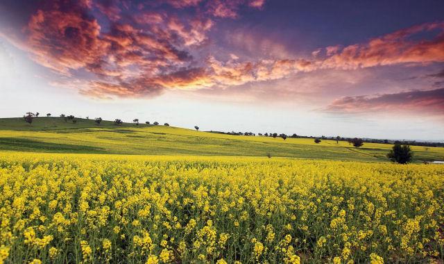 Trang Ảnh Nghệ Thuật Chiêm/Niệm/Thiền: Hoa Vàng Mấy Độ